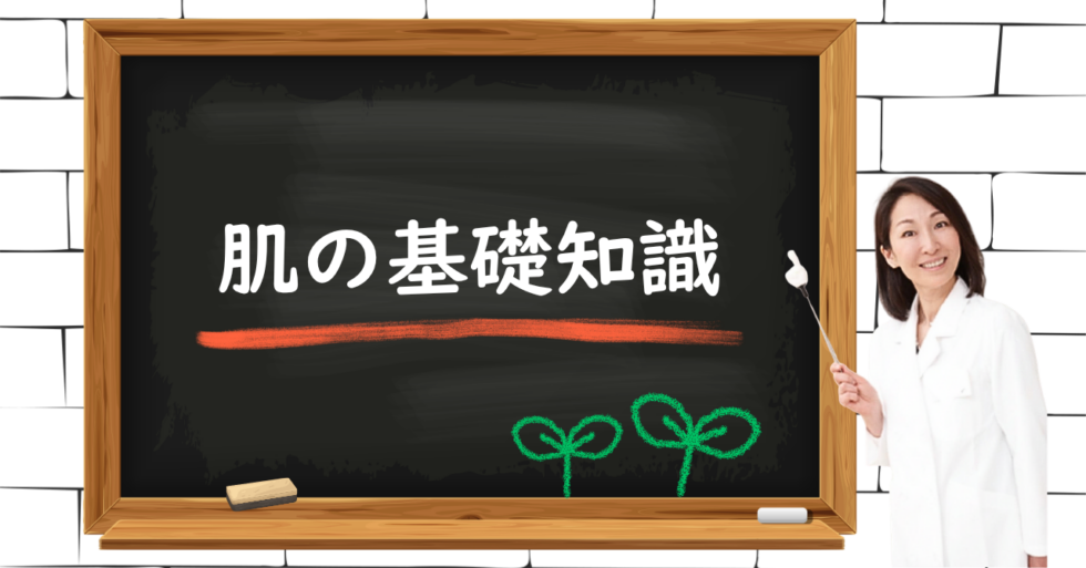 肌の基礎知識　皮膚科医Dr.由香子