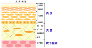 皮膚は大きく分けて、外側から順に
「表皮（ひょうひ）」
「真皮（しんぴ）」
「皮下組織（ひかそしき）」
という3つの層でできています。