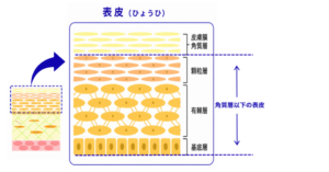 表皮をさらに細かく分けると、表面にある「角質層」と、その下にある「角質層以下の表皮」に分類されます。